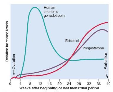 Hcg Pregnancy Chart